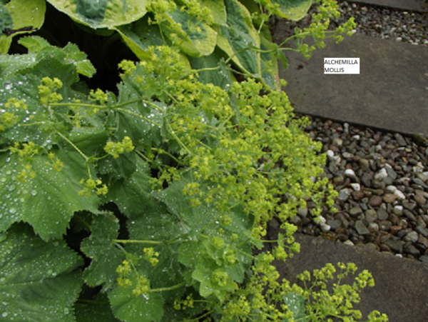 Lady's Mantle