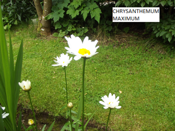 Chrysanthemum Maximum