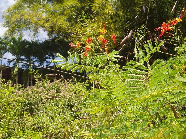 Pride of Barbados