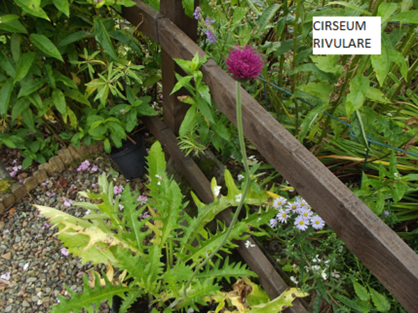 Brook Thistle