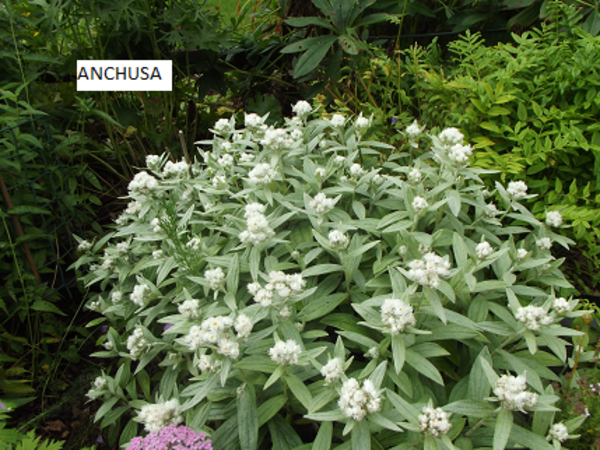 Anchusa