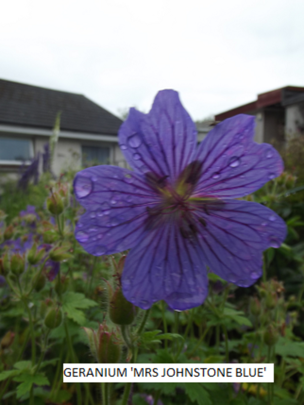 Blue Geranium