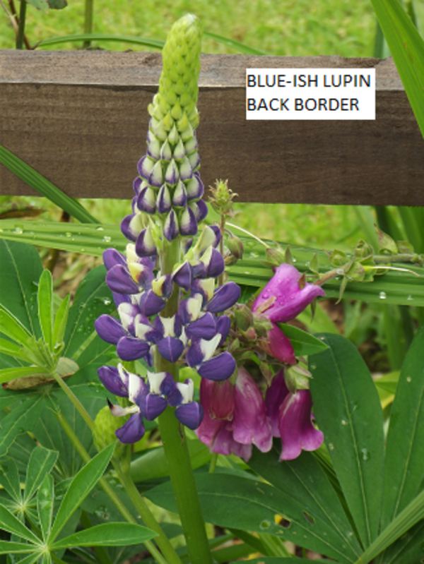 Lupin