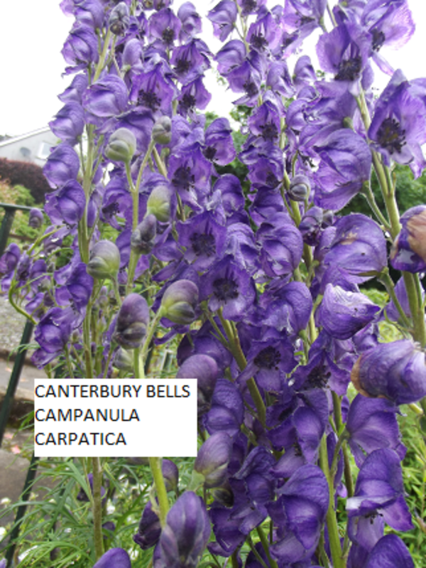 Canterbury Bells