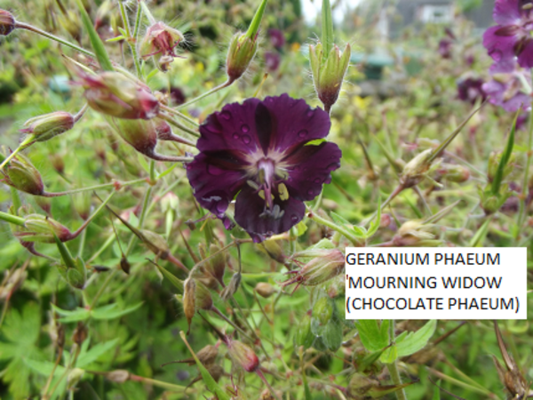 Dusky Cranesbill