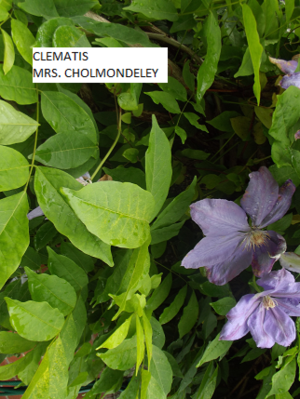 Clematis