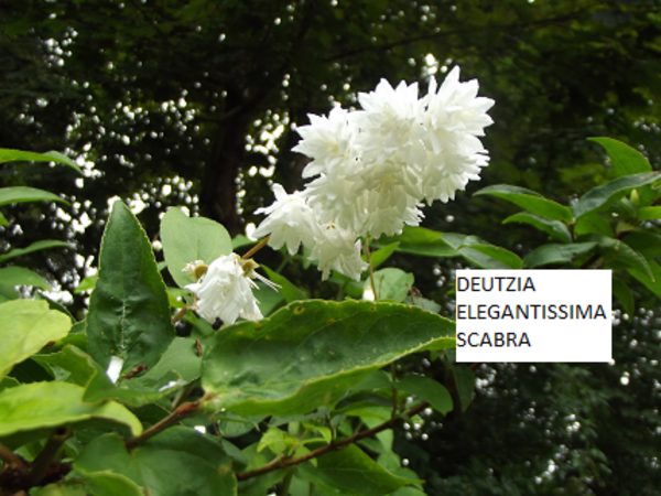 Fuzzy Deutzia