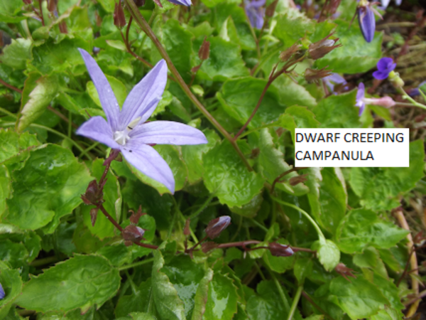 Dwarf Creeping Campanula