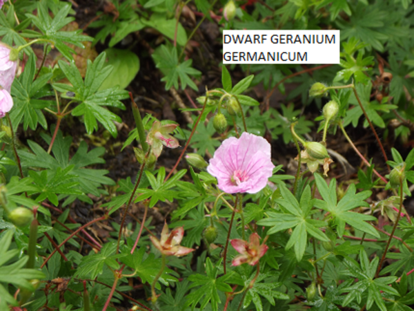 Dwarf Pink Geranium