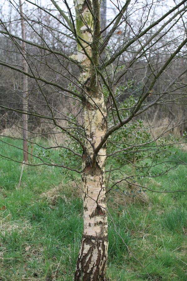 Silver Birch