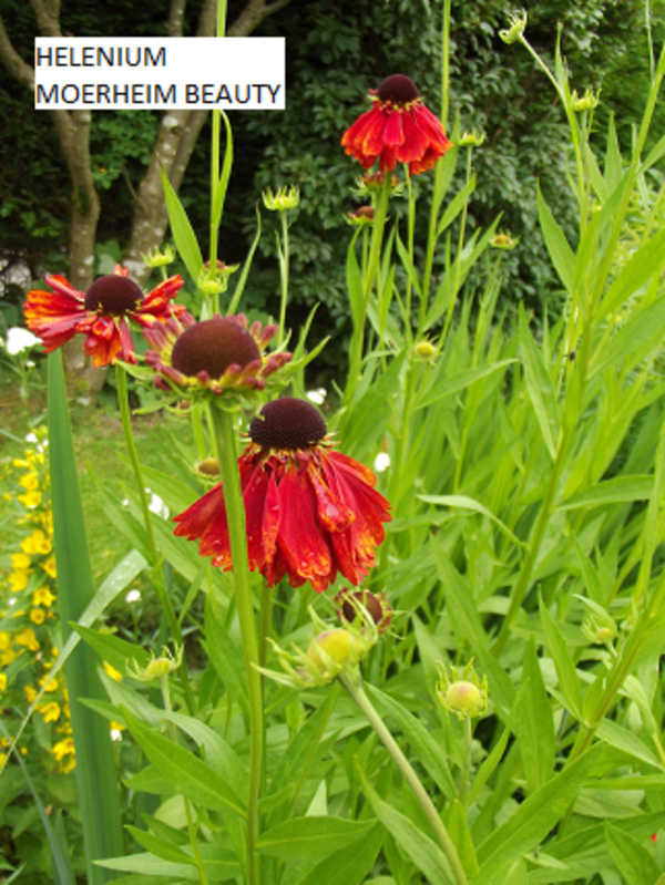 Sneezeweed