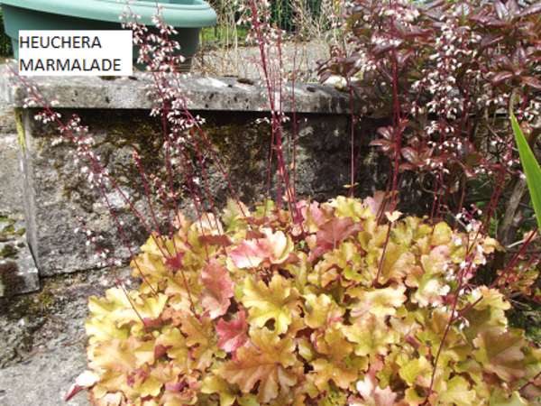 Coral Bells