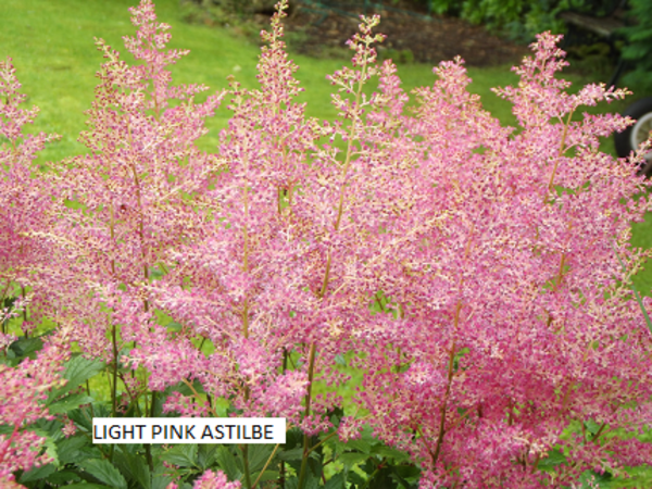 Astilbe