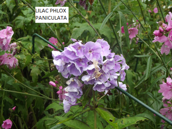 Garden Phlox