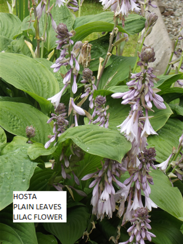 Plantain Lilies