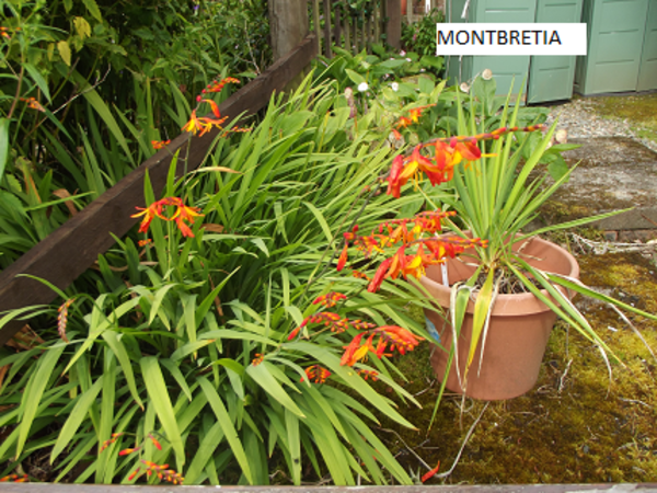 Crocosmia Lucifer