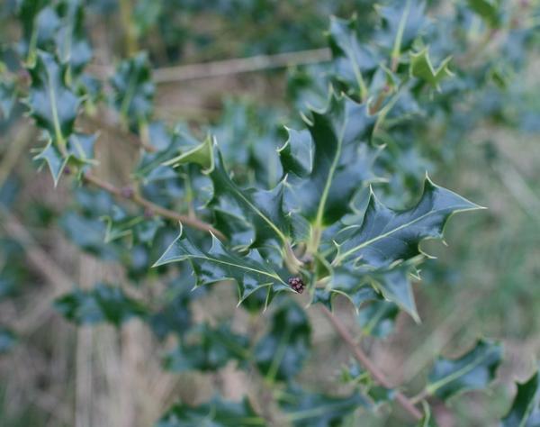 Common holly