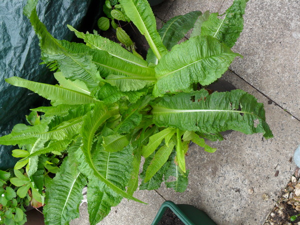 Teasel