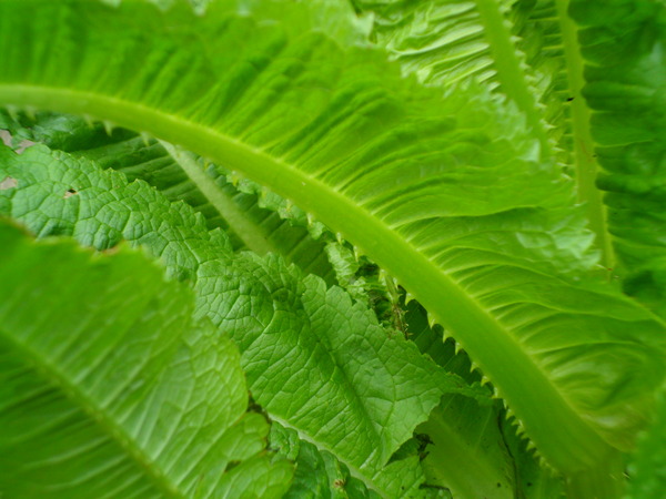 Teasel