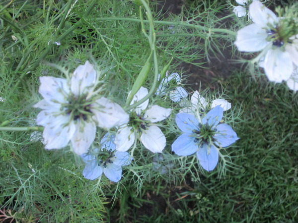 Love-in-a-Mist