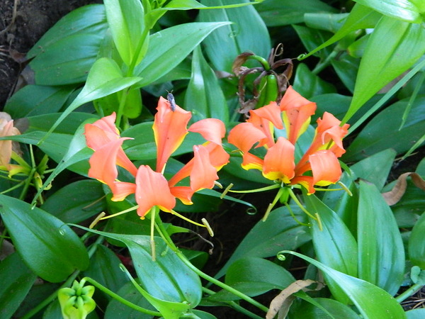 Flame Lily