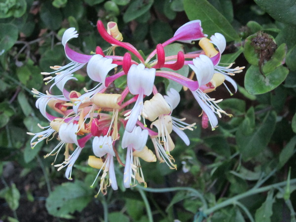 Honeysuckle