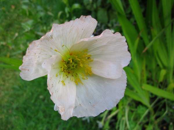 Himalayan Blue Poppy