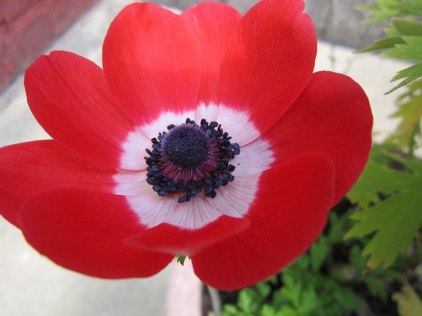 Anemone