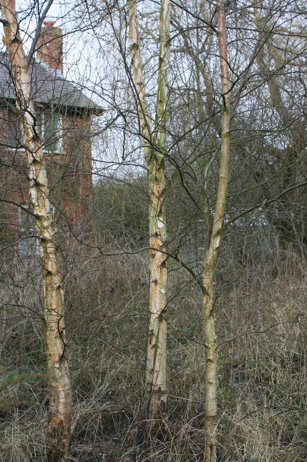 European White Birch