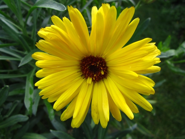 Calendula