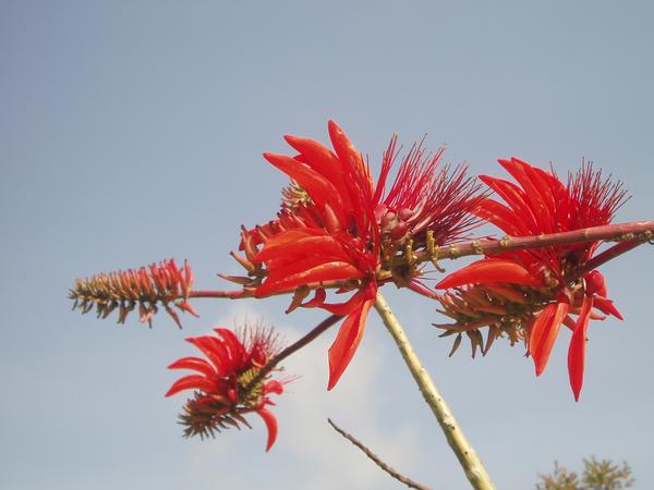 Pride of Barbados