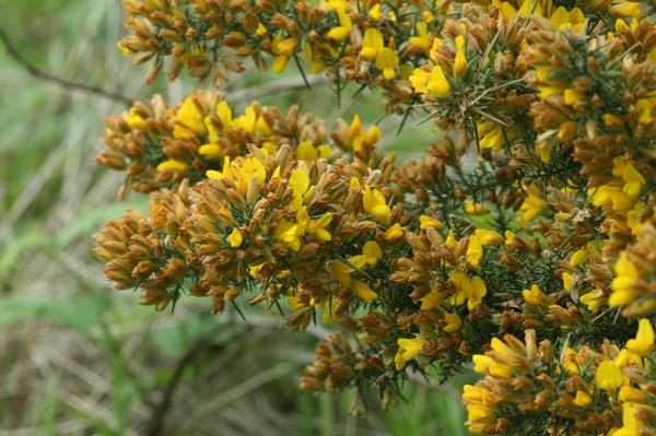 Gorse