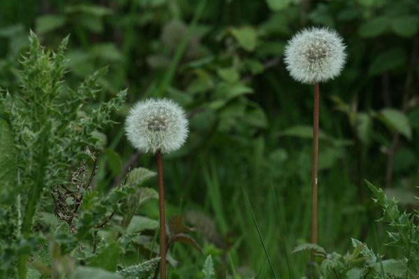 Smooth Hawksbeard