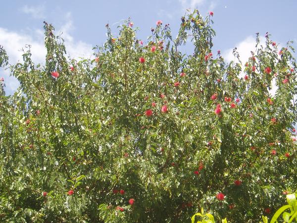 Bottle-brush