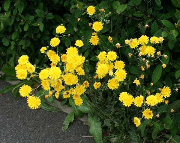 Smooth Hawksbeard