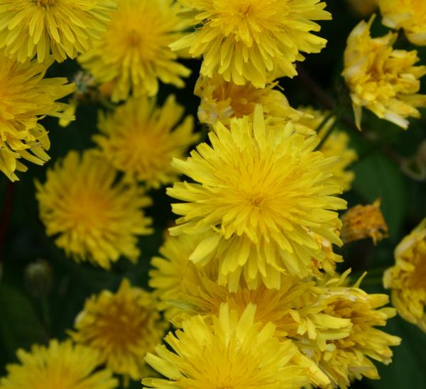 Smooth Hawksbeard