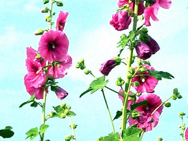 Hollyhock