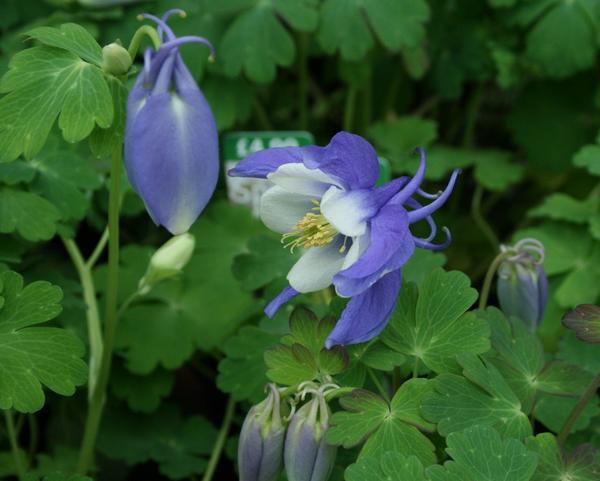 Aquilegia Blue and White