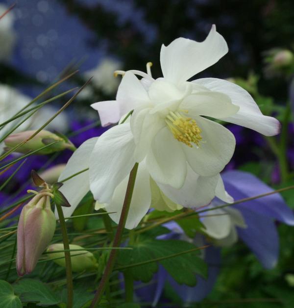 Aquilegia White