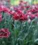 Dianthus - Tenelke