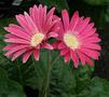 Gerbera - Everlast Carmine