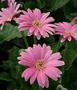 Gerbera - Everlast Pink