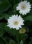 Gerbera - Everlast White