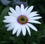 African Daisy - Pale Face