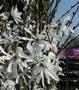 Star Magnolia