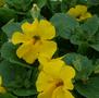 Mimulus - F1 Yellow