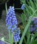 Grape Hyacinth