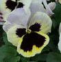 Pansy - Alpha Rosy Sunset