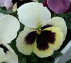 Pansy - Alpha Rosy Sunset