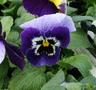 Pansy - Beacon Blue